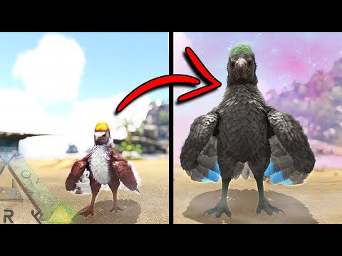 EVOLVING OUR PYGMY ARGY INTO A PRIME | DOX | ARK SURVIVAL EVOLVED EP15