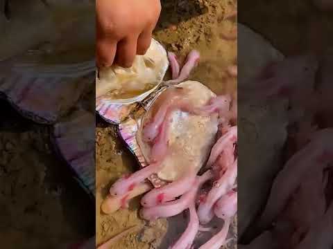 Minecraft Axolotl in Real Life