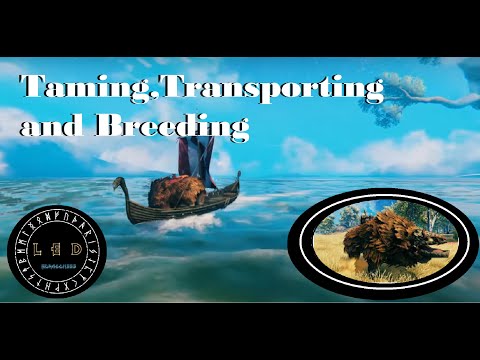Valheim | Taming/Breeding/Transporting a lox