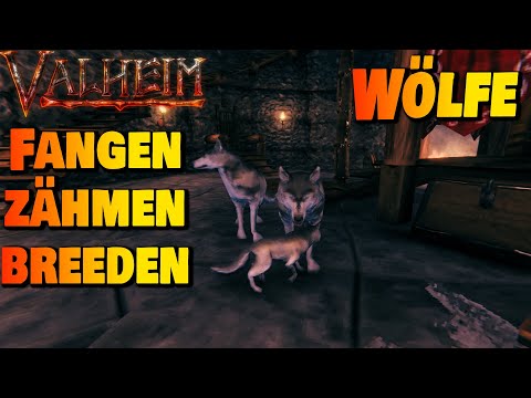 Wölfe zähmen, züchten und zum Gassi gehen ausführen! | Valheim Guide
