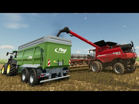Cosecho La Colza y Junto Los Campos Para Tener Mas Productividad | #50 Farming Simulator 22