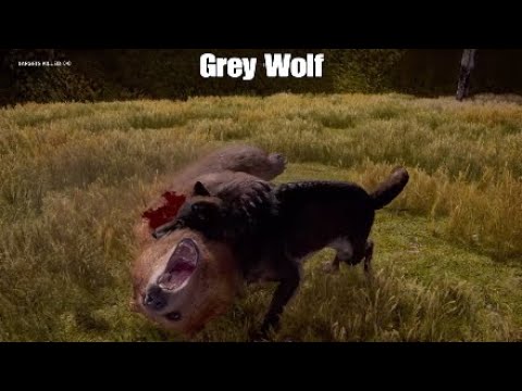 Far Cry 5: Grey Wolf Fighting and Hunting animals
