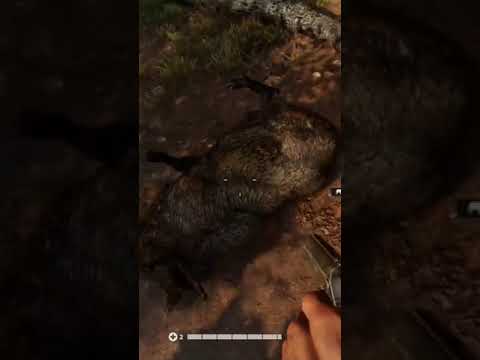 The First Hog in Far Cry 6