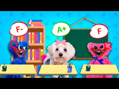 Huggy Wuggy se BURLA de Perrita Dasha en la Escuela en la Vida Real / Vídeos de Perros