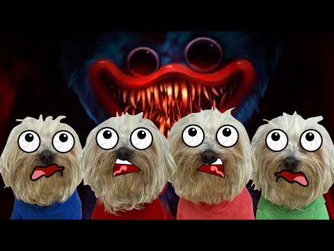 Huggy Wuggy ATACA a Dasha y a sus amigos en AMONG US en la Vida Real / Vídeos Perros