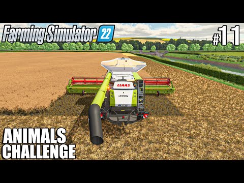 CANOLA Harvest and LOAD with CLAAS LEXION | ANIMALS Challenge | Farming Simulator 22