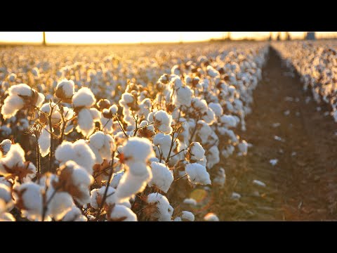 БАВОВНА НА КРЫМСКОМ МОСТУ – Farming Simulator 2019 – СТРИМ