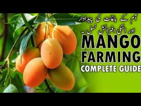mango farming in Multan Punjab 2022 2023||mango farming simulator 2022 2023 || Plantcore