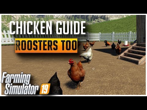 Ultimate Guide to Chickens and Roosters | Farming Simulator 2019