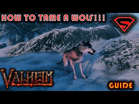 VALHEIM HOW TO TAME A WOLF!!! – EASY WAY TO TAME WOLVES IN VALHEIM