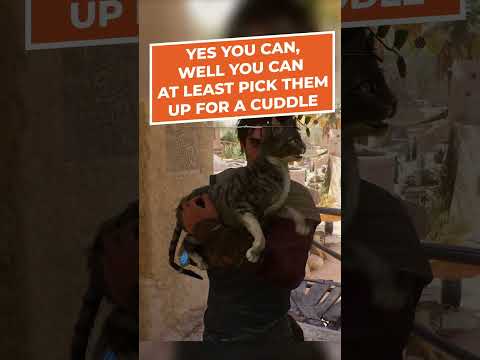 Can you pet the Cat in Assassin’s Creed Mirage?!