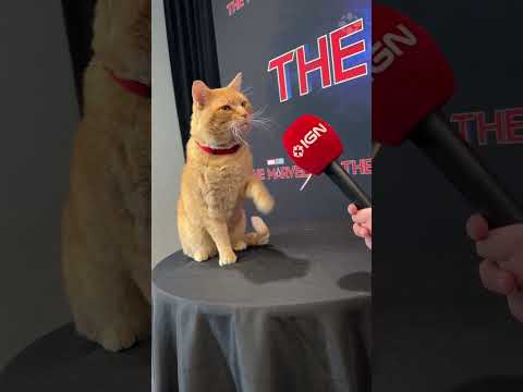 Goose (the cat) viciously attacks our microphone #marvel #themarvels