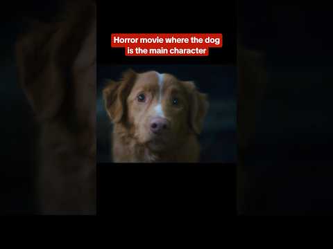 Good Boy is a horror movie from the perspective of a dog. #goodboy #dog #dogs #scary #horror #movie