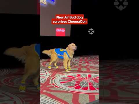 Air Bud himself appeared during at CinemaCon for Air Bud Returns #cinemacon #airbud #dog #buddy #ign