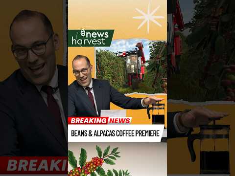 ☕ Coffee is brewing in Catuaí!