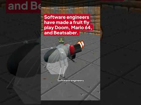 Software engineers have made a fruit fly play Doom, Mario 64, and Beatsaber