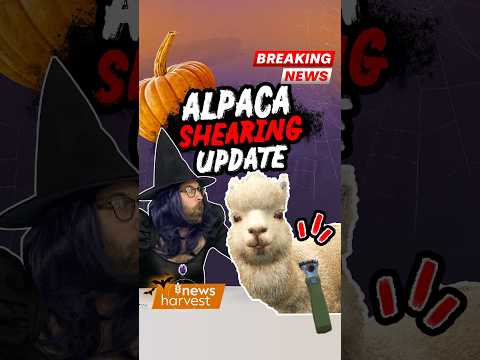 Alpaca Shearing in FS25: Beans & Alpacas! 🦙✂️